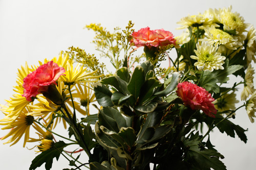 Photo of flowers, part of the sequence of images used to create the slit scan photo